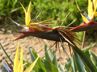 Gold Strelitzia